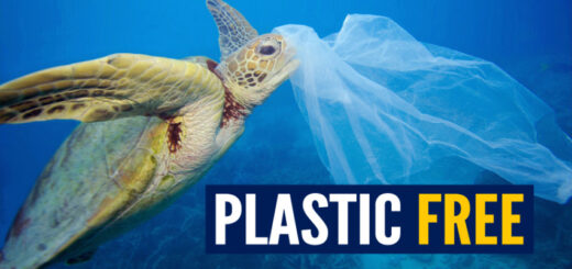 Plastic free